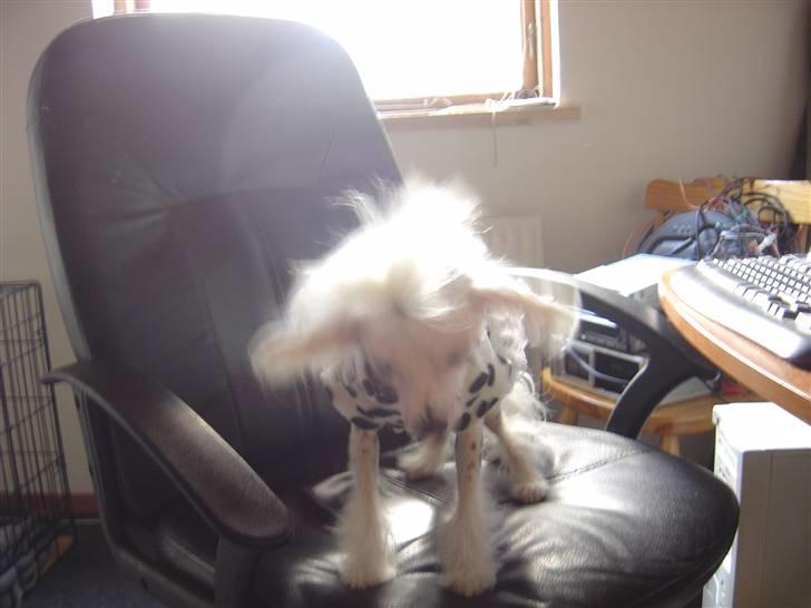 Chinese crested hårløs Mai mai - Venter på gæster der skal til fødselsdagsfest ved mig idag lørdag d. 13/ 9-08 billede 7