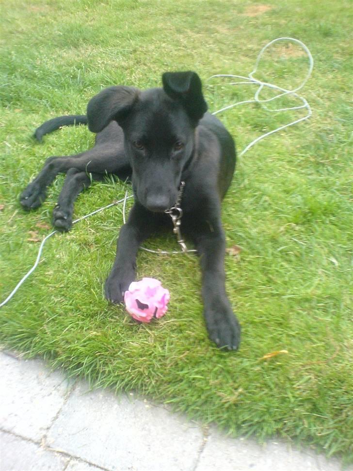 Blanding af racer Trunte<3 - Solgt. billede 1