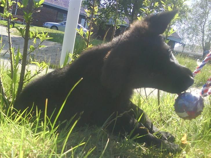 Blanding af racer Trunte<3 - Solgt. billede 2