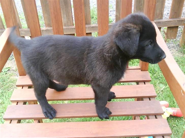 Blanding af racer Trunte<3 - Solgt. billede 3