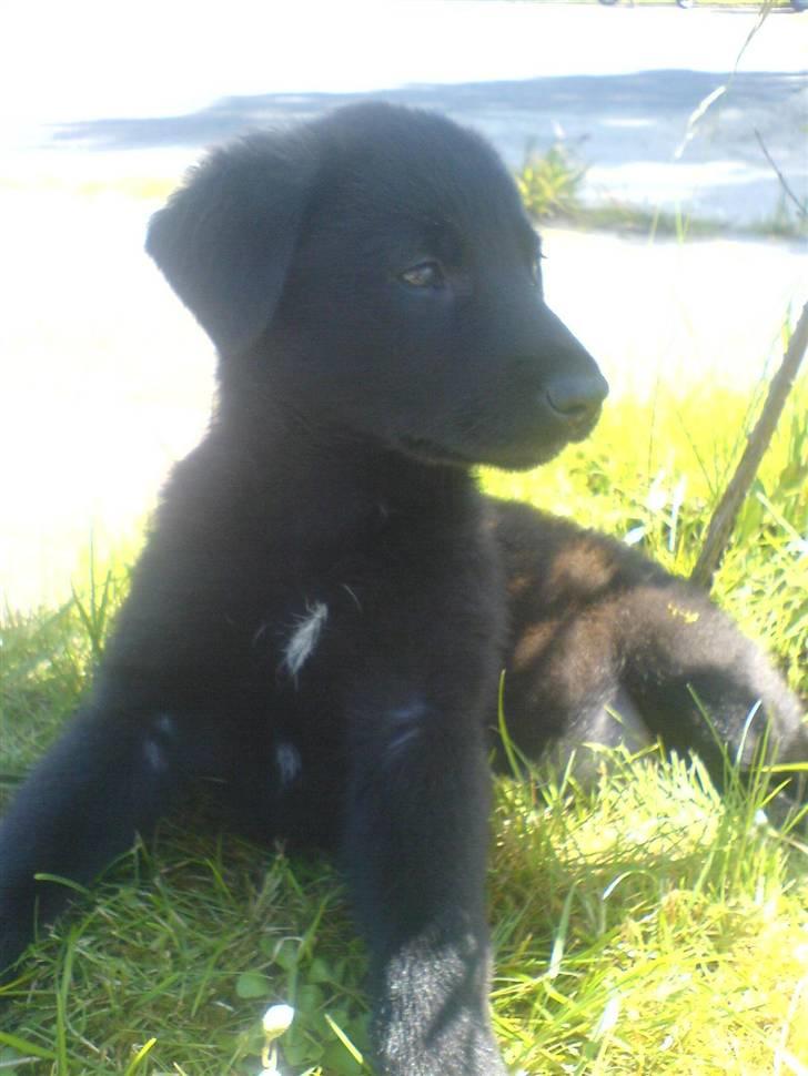 Blanding af racer Trunte<3 - Solgt. billede 4