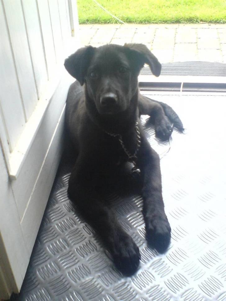 Blanding af racer Trunte<3 - Solgt. billede 5