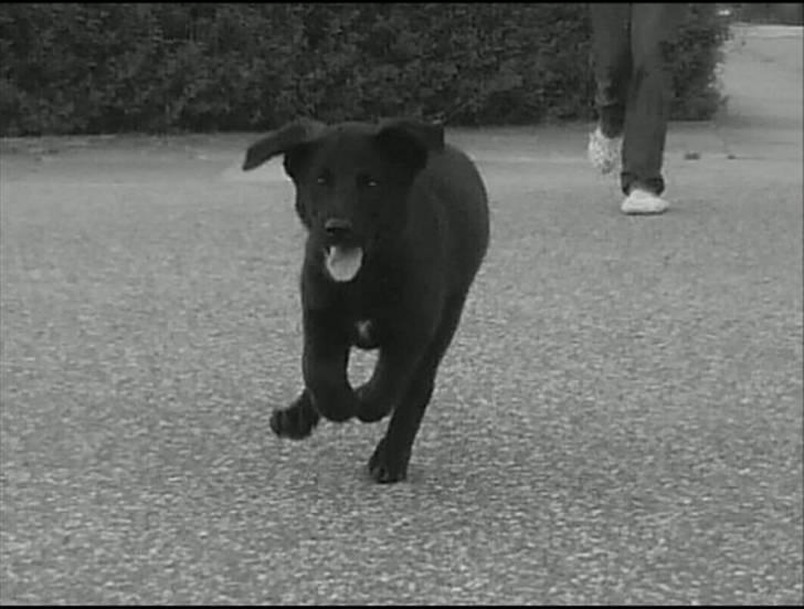 Blanding af racer Trunte<3 - Solgt. billede 6