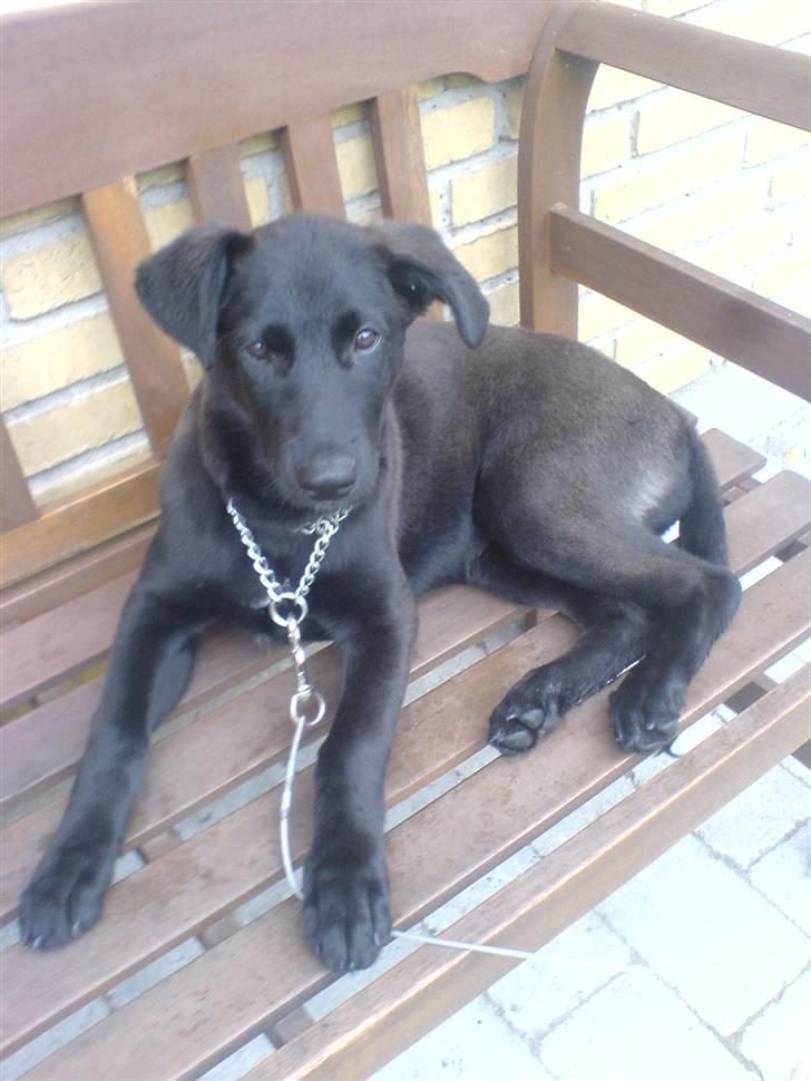 Blanding af racer Trunte<3 - Solgt. billede 7