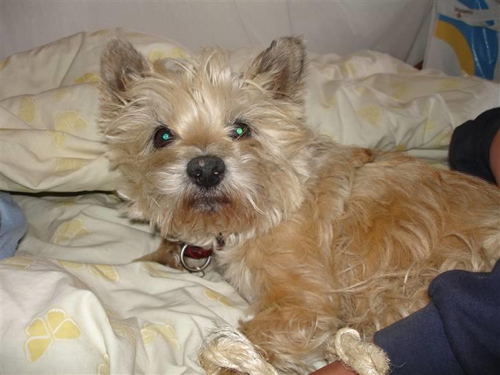 Cairn terrier Rila billede 14