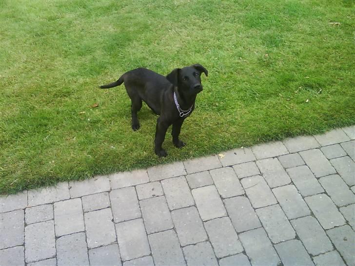 Blanding af racer Trunte<3 - Solgt. billede 8