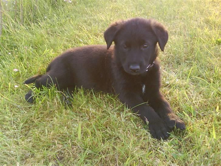 Blanding af racer Trunte<3 - Solgt. billede 9