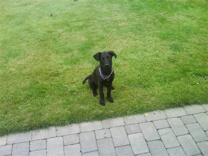 Blanding af racer Trunte<3 - Solgt. billede 10