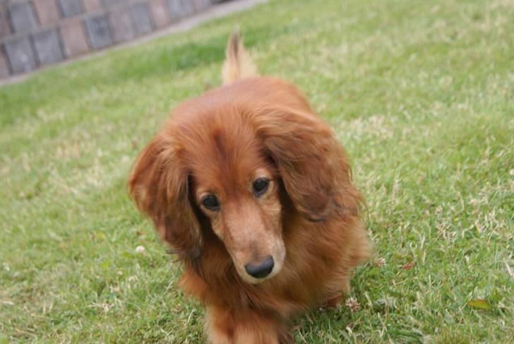 Gravhund Knud - Elsker dig! <3 billede 15