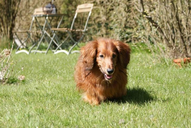 Gravhund Knud - puh der er varmt i dag (: billede 16