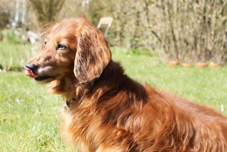 Gravhund Knud billede 17