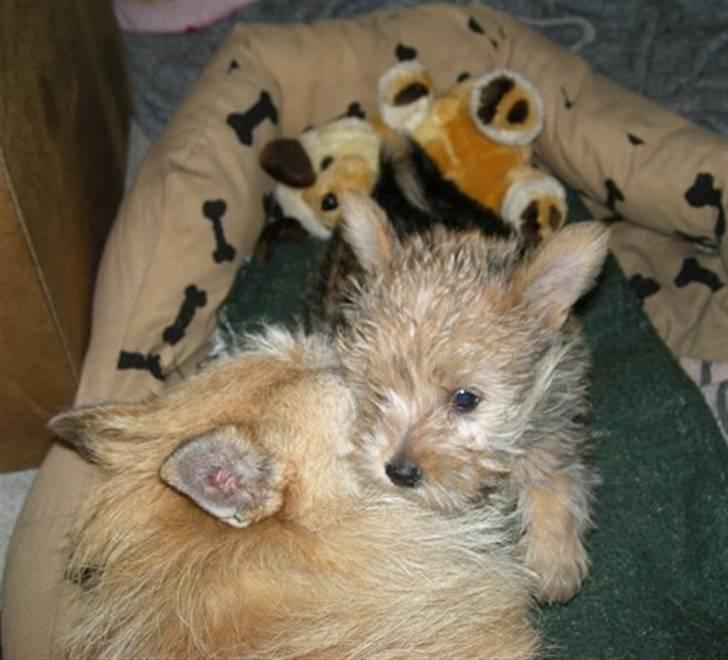 Blanding af racer Freddy - Freddy og mor Fie... 12.7.08 billede 13