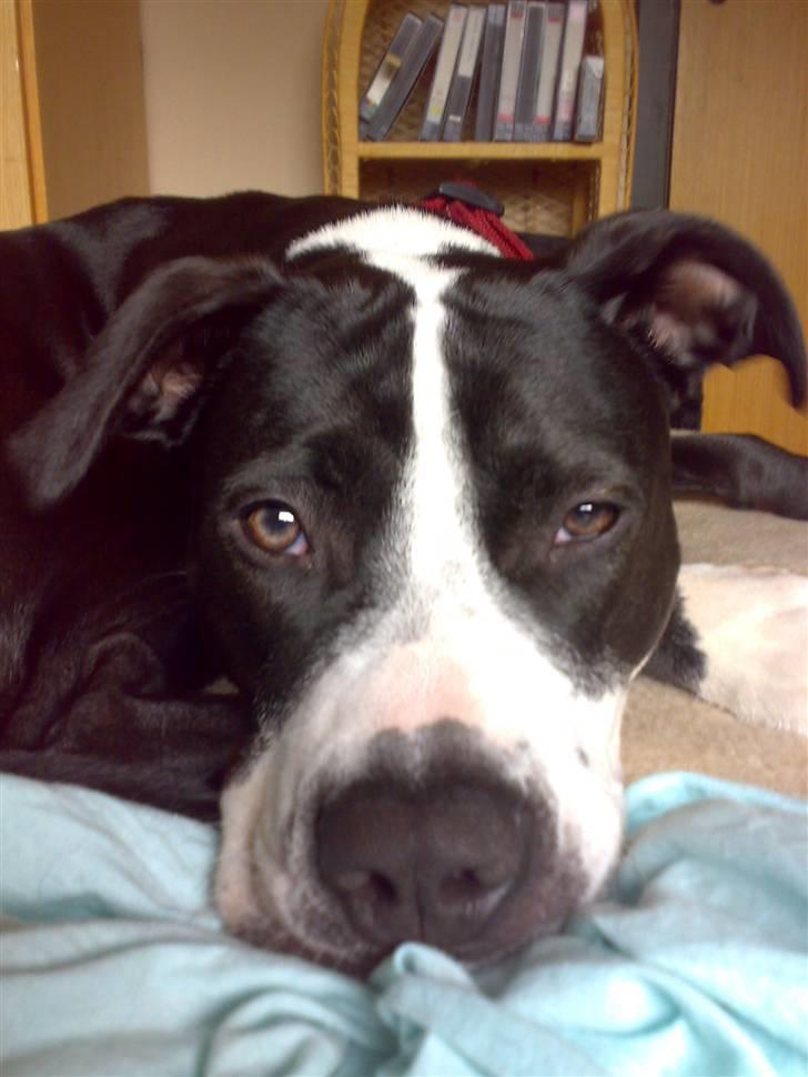 Amerikansk staffordshire terrier Diva - Skønhedssøvn:-) billede 8