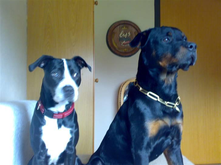 Amerikansk staffordshire terrier Diva - MIg og min buddy Dian... billede 9