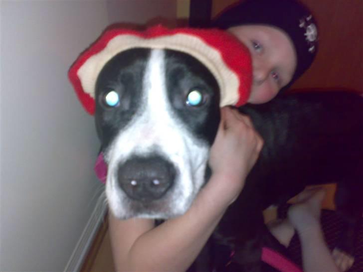 Amerikansk staffordshire terrier Diva - Mig som nisse:-) billede 10