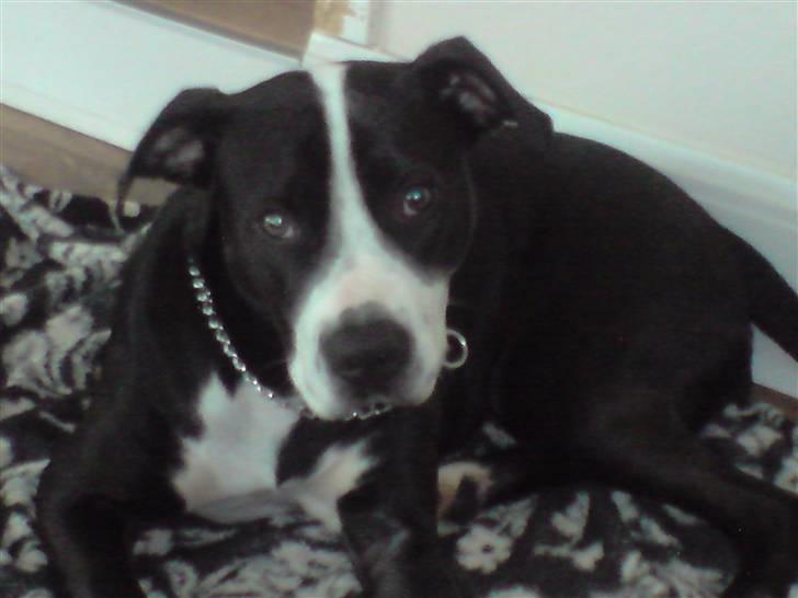 Amerikansk staffordshire terrier Diva - Lige vågnet og stadig lidt groggy:-) billede 11