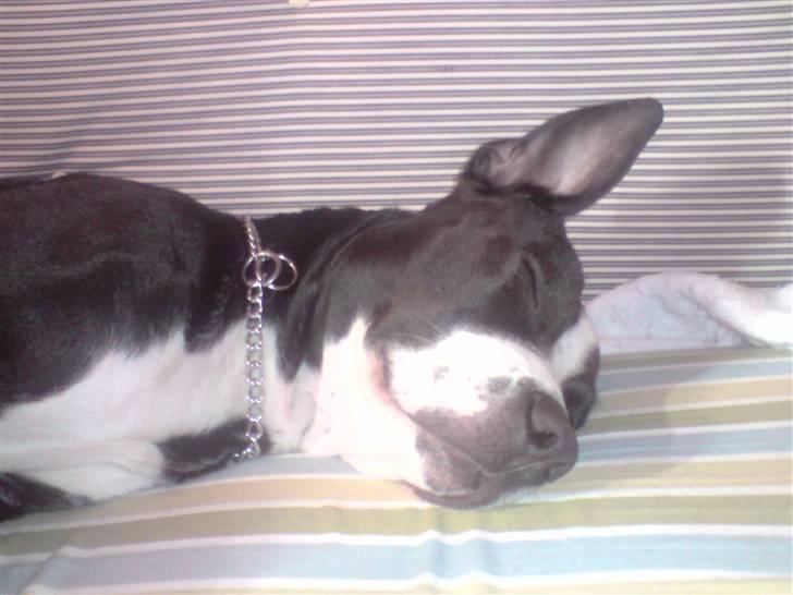 Amerikansk staffordshire terrier Diva - Her r jeg helt væk!! billede 12