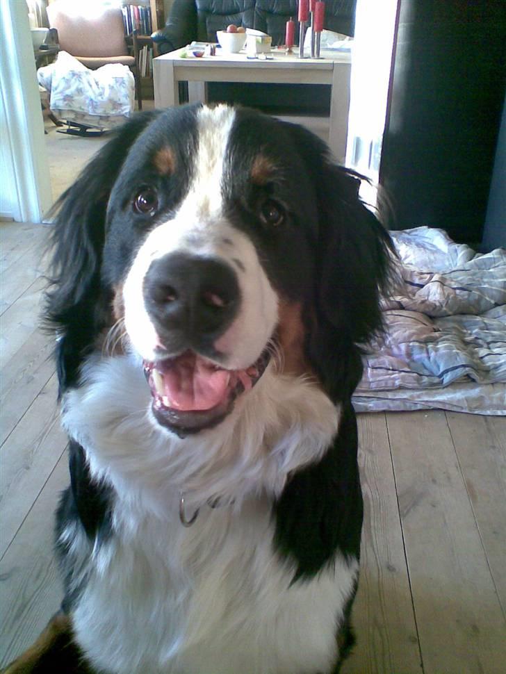 Berner sennenhund Samson billede 9