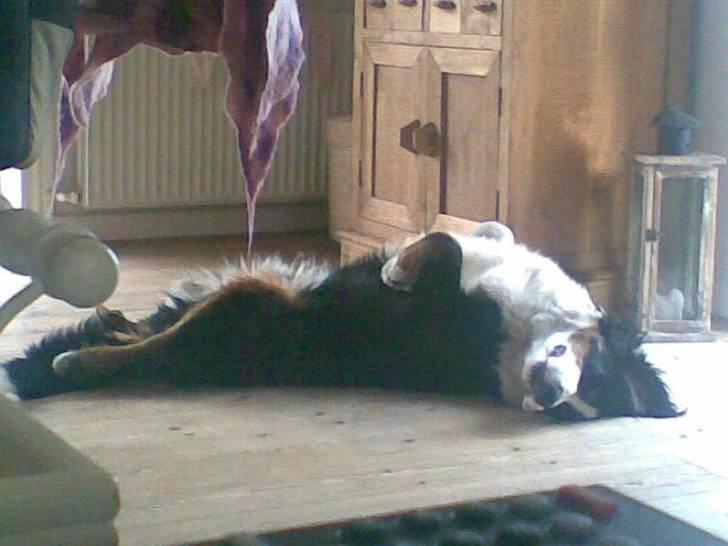 Berner sennenhund Samson billede 10