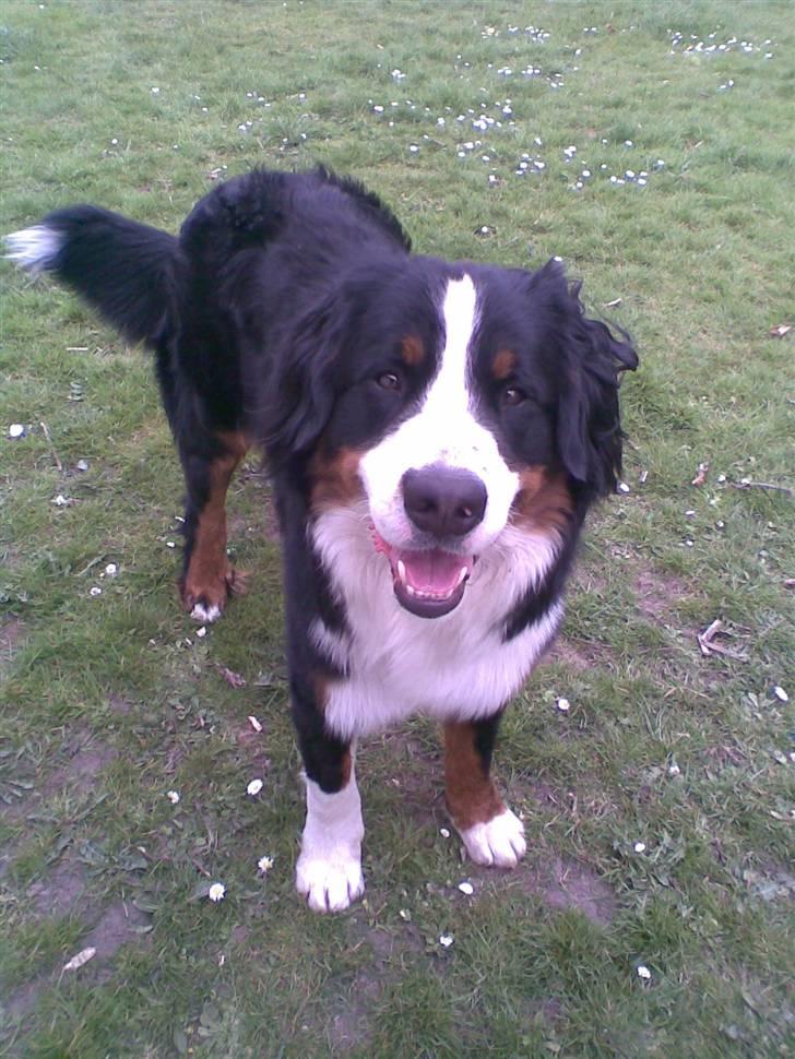 Berner sennenhund Samson billede 11