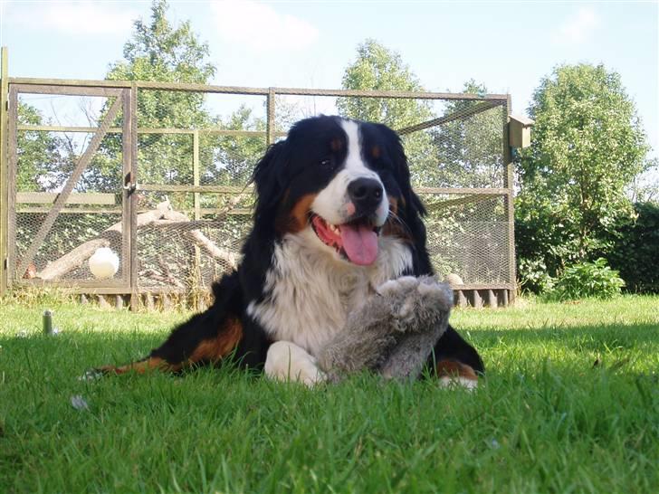 Berner sennenhund Samson billede 12
