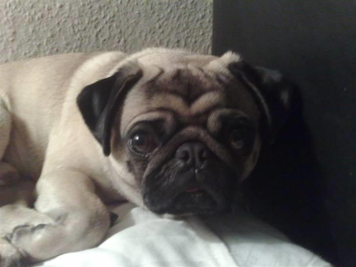 Mops Louis billede 12