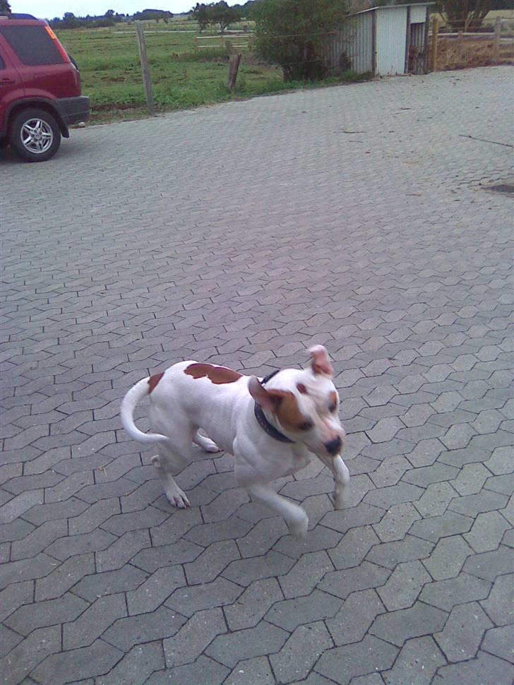 Amerikansk bulldog Bertha - Tosse billede hjemme fra "gårdspladsen"!! billede 11