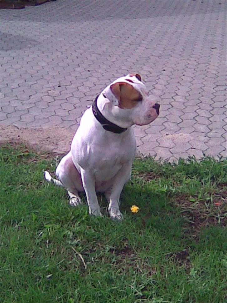 Amerikansk bulldog Bertha - Holder lige øje med hestene når de rider på ridebanen!! billede 12