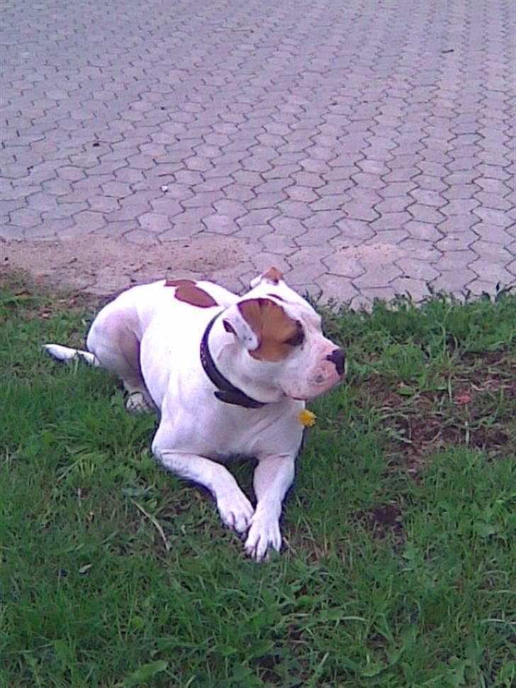 Amerikansk bulldog Bertha - Hvor lækker kan man være?? billede 13