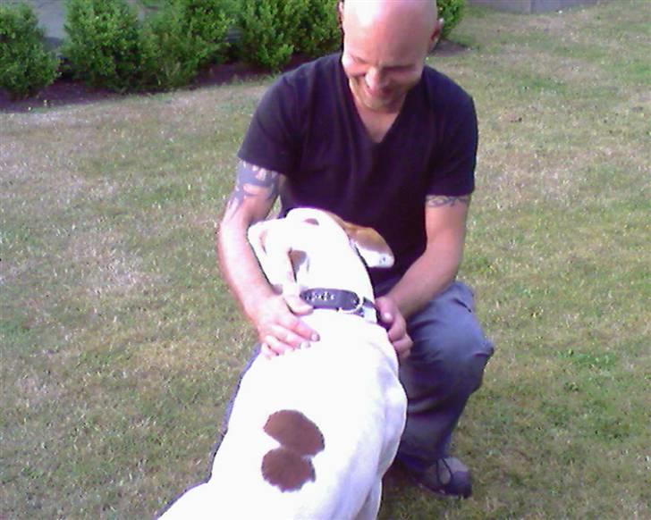 Amerikansk bulldog Bertha - Bertha og farmand:-) billede 14