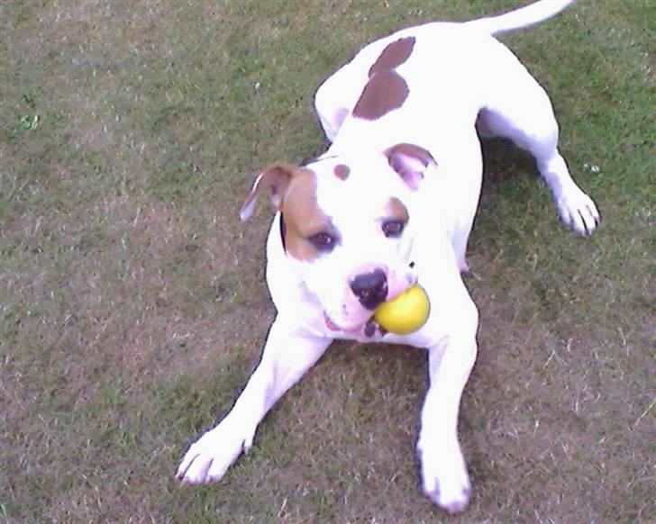 Amerikansk bulldog Bertha - Det her er min bold. billede 15