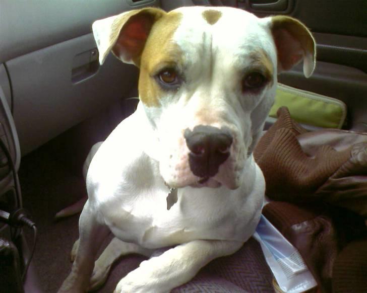 Amerikansk bulldog Bertha - Så lækker er jeg når jeg er med ude og køre bil!! billede 16