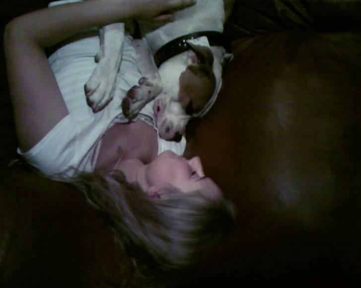 Amerikansk bulldog Bertha - Vi ligger lige og sover på sofaen:-) Ahh... hvilket hundeliv!! billede 17