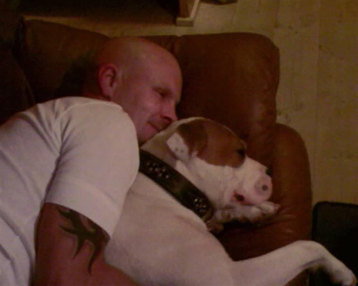 Amerikansk bulldog Bertha - Ahh... putter:-) billede 18