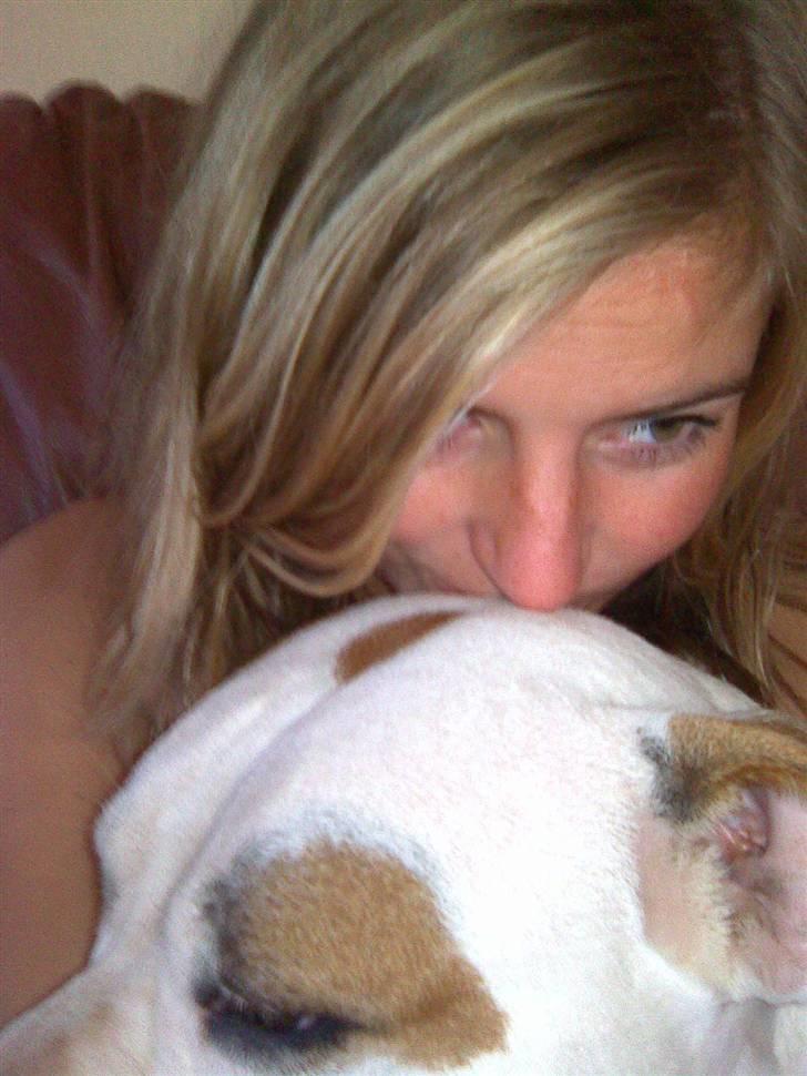 Amerikansk bulldog Bertha - Nys nys:-) billede 19