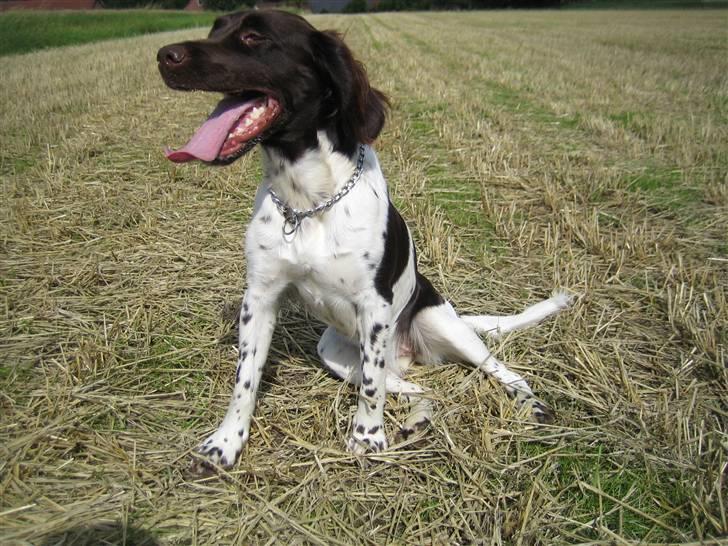Kleiner münsterländer Quelle Von EulenfelsenRIP - Se hvor pænt jeg kan sidde .. billede 1