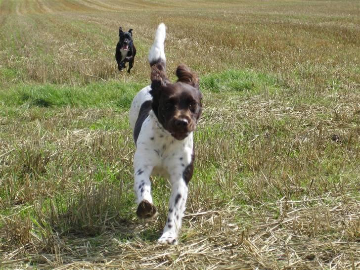 Kleiner münsterländer Quelle Von EulenfelsenRIP - I fuld fir spring ude på marken :9 billede 2