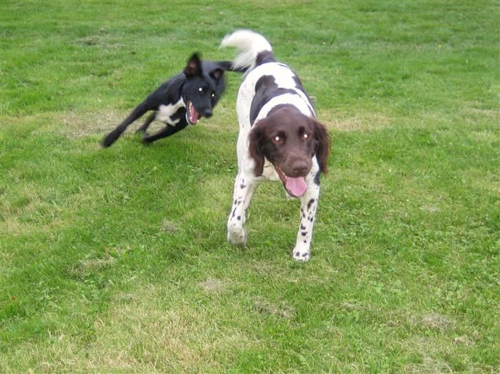 Kleiner münsterländer Quelle Von EulenfelsenRIP - Jeg har dig ! billede 3