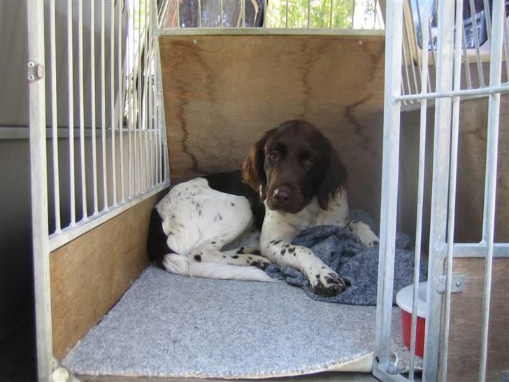 Kleiner münsterländer Quelle Von EulenfelsenRIP - Så er jeg klar til at køre en tur :) billede 4