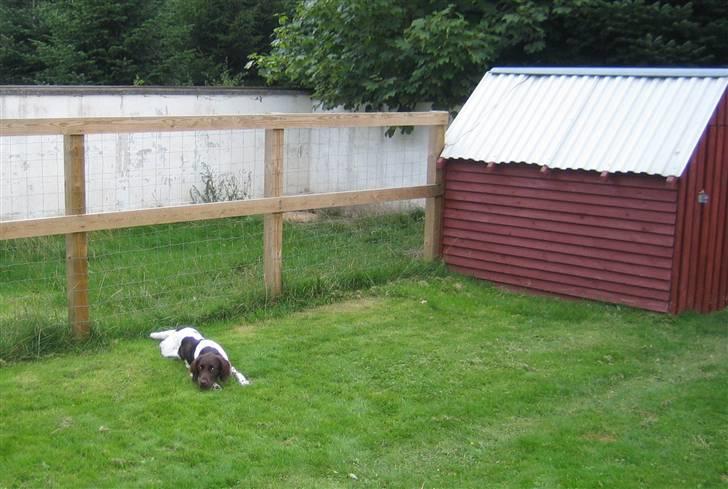 Kleiner münsterländer Quelle Von EulenfelsenRIP - Jeg holder vagt foran vores hundegård!! billede 5