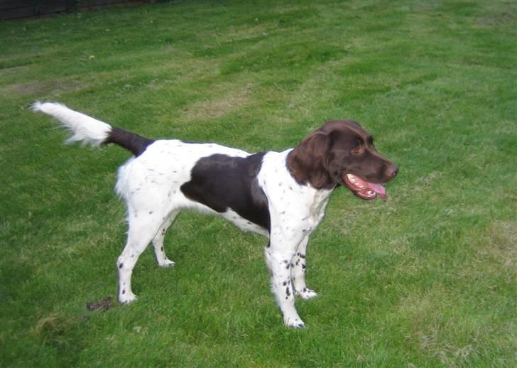 Kleiner münsterländer Quelle Von EulenfelsenRIP billede 6