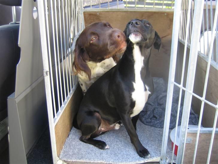 Kleiner münsterländer Quelle Von EulenfelsenRIP - Poserer foran kameramanden billede 7