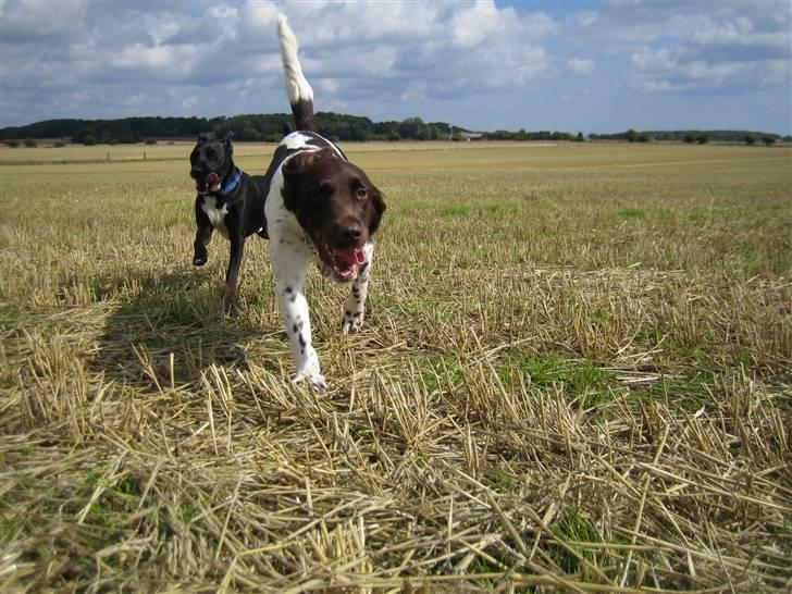 Kleiner münsterländer Quelle Von EulenfelsenRIP - Har du noget godt ?? :) billede 8
