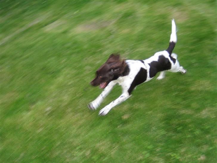 Kleiner münsterländer Quelle Von EulenfelsenRIP - Nu kommer jeg!! :) billede 9