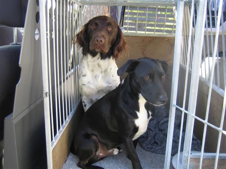 Kleiner münsterländer Quelle Von EulenfelsenRIP - Hvornår kører vi?? billede 10