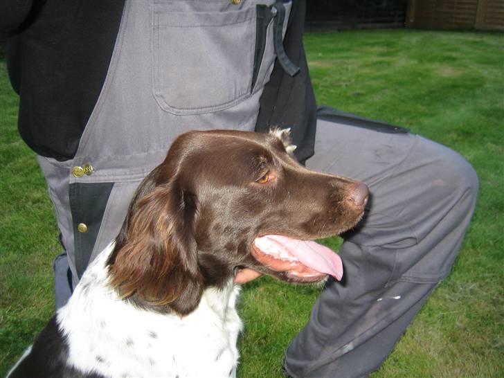 Kleiner münsterländer Quelle Von EulenfelsenRIP - Farvel og tak for denne gang ;) billede 11