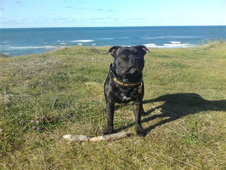 Staffordshire bull terrier Cody - En tur på stranden. billede 1