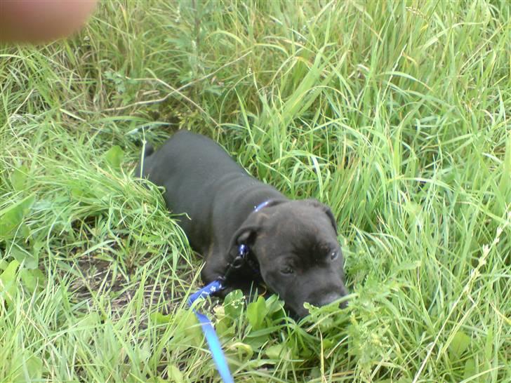 Staffordshire bull terrier Cody - Hjemrejse stop. første dag på vej til mit nye hjem væk fra mor. billede 2