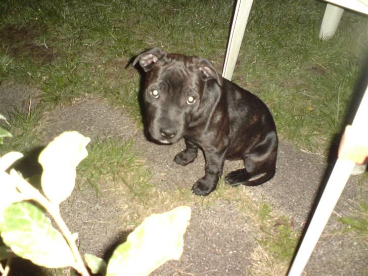 Staffordshire bull terrier Cody - Er ikk så tryg om aften udenfor uden mor eller far ved min side. billede 3