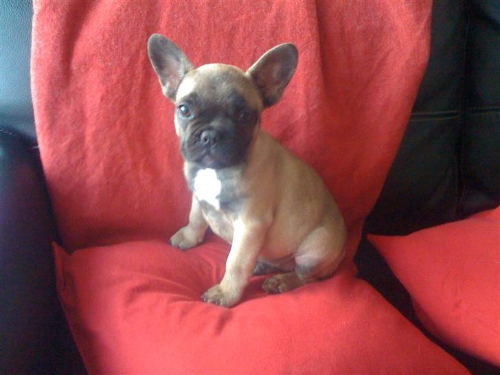 Fransk bulldog Tinga billede 2